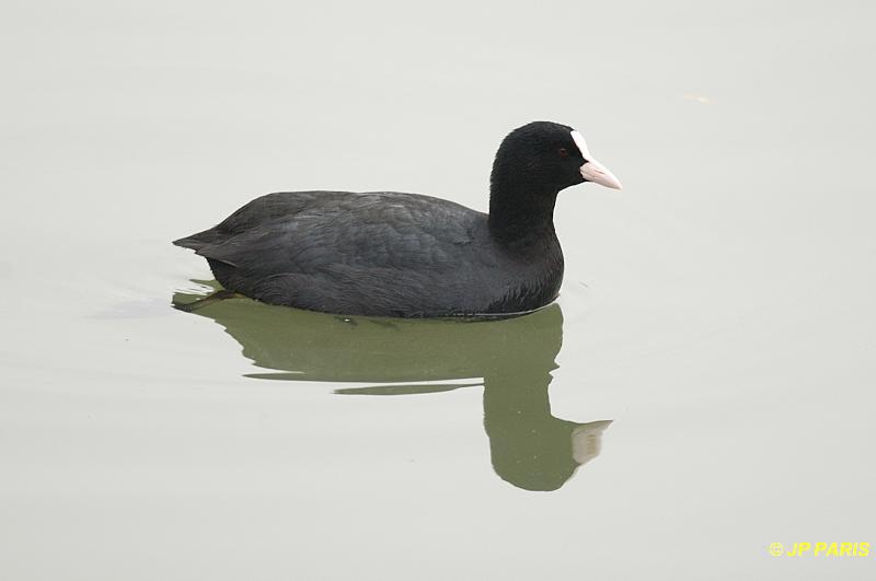 Fulica atra